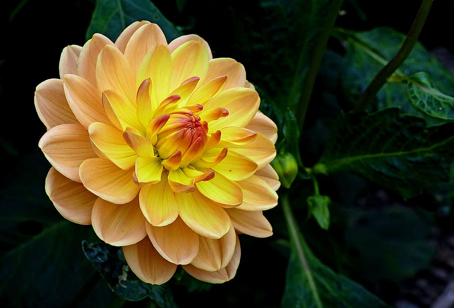 Margaret, Dahlia, yellow petaled flower, flower, flowering plant, fragility, petal, vulnerability, beauty in nature, freshness