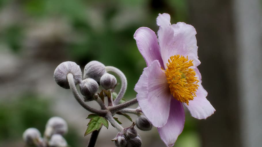 japanese anemone, flowers, garden, flower, flowering plant, freshness, plant, fragility, vulnerability, growth