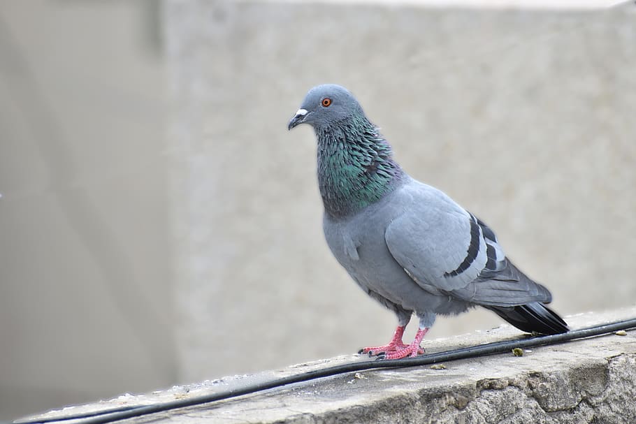 Серый голубь. Голубь вампир. Голубь птица мира а попугай. Feral Pigeon. Птицы голуби функции.