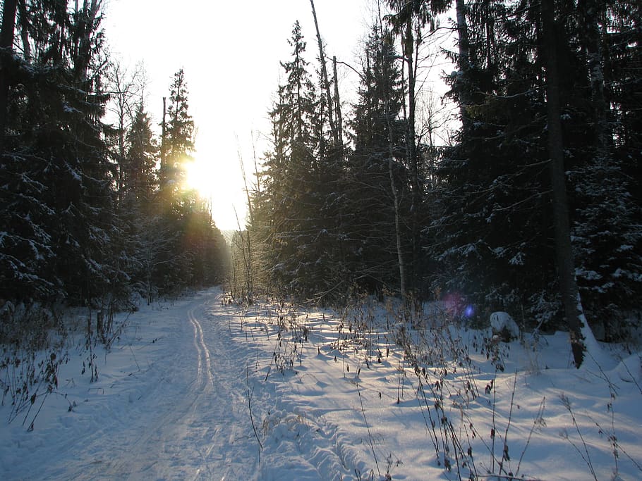 winter, forest, frost, trail, glade, nature, snow, trees, landscape, cold