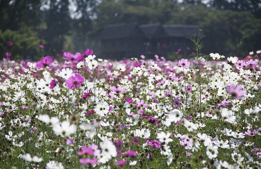 white, pink, cosmos flower field, daytime, landscape photography, cosmos, flower, field, flowers, nature