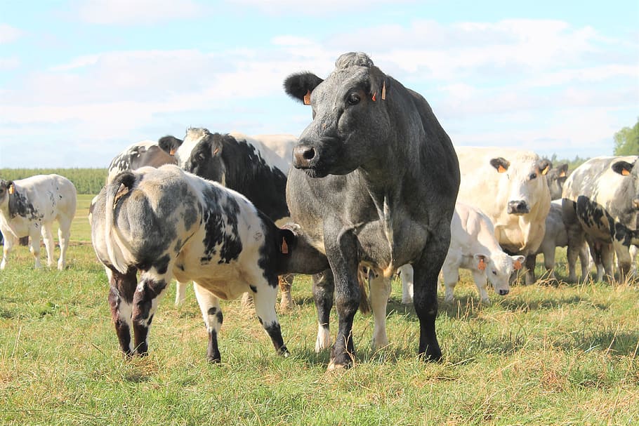 Cow, Calf, Beef Cattle, Belgian Blue, cow, calf, pasture, drinking, milk, farm, livestock