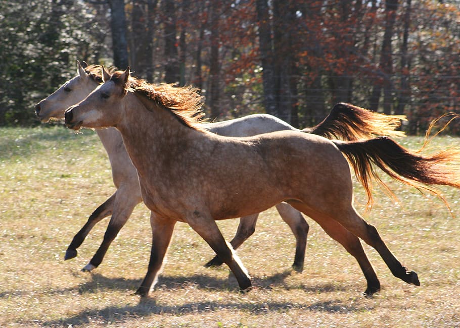 foto, dos, marrón, caballo, corriendo, granja, salvaje, caballos corriendo, movimiento, fuerte