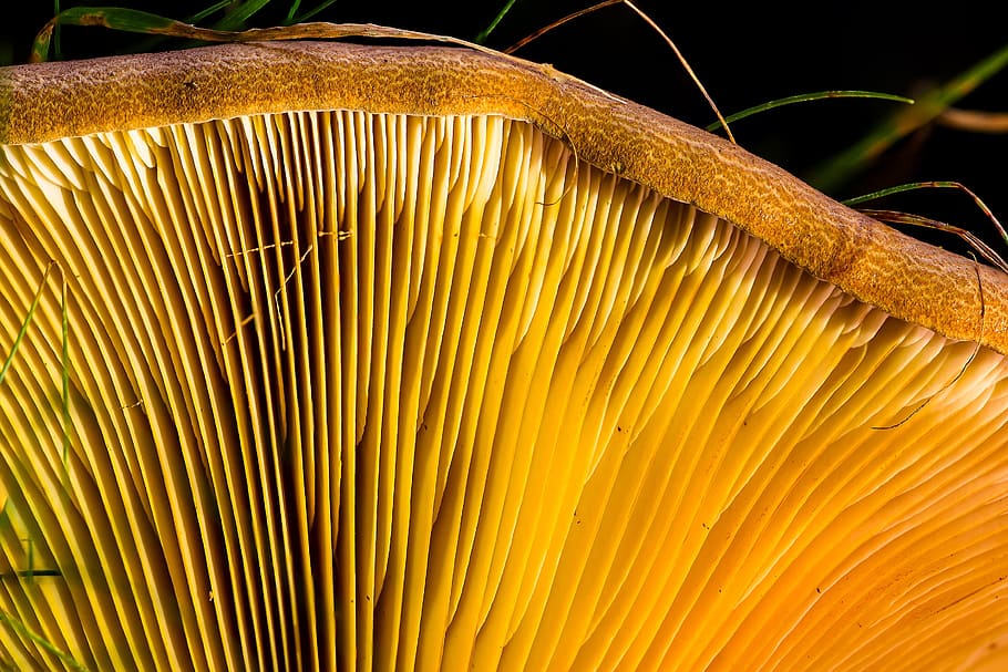 closeup, mushroom, agaric, lamellar, milchling, close-up, fungus, nature, growth, pattern