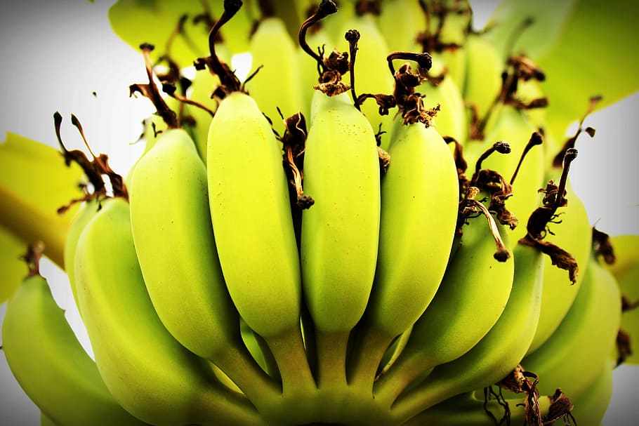 banana, tree, green, forest, plant, white, yellow, fresh, closeup, vegetarian