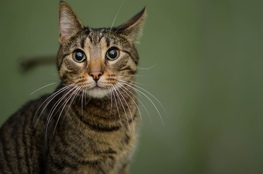 close-up photo, grey, tabby, cat, animal, domestic cat, cat's eyes, mustache, bury cat, dachowiec