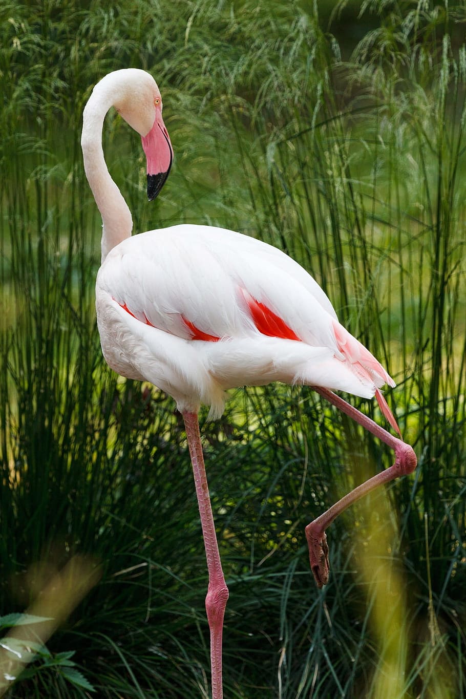 Africa, Animal, Beak, Bird, Exotic, fauna, flamingo, grass, group, outdoor