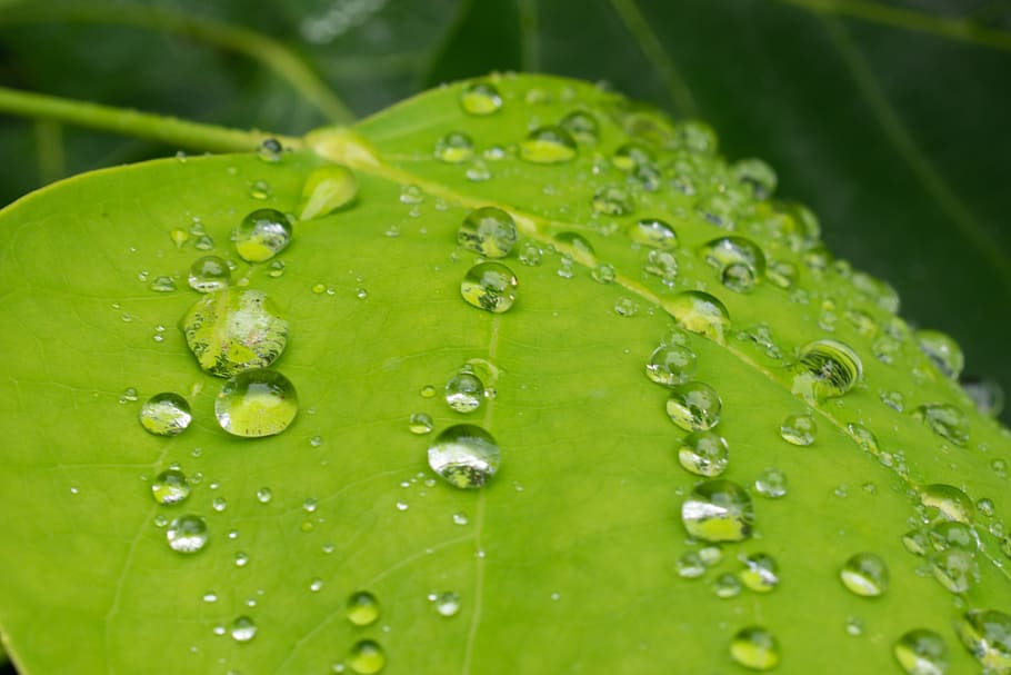 Watering leaves. Влажно картинки.