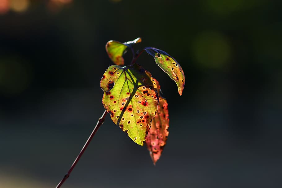 leaves, yellow, autumn, light, plant, tree, focus on foreground, close-up, nature, insect