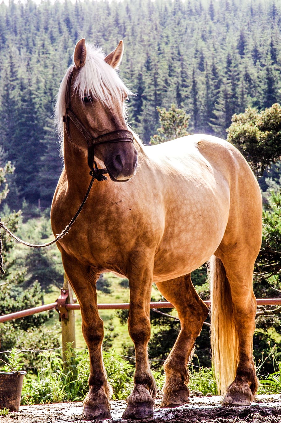 brown, horse, standing, red, metal bar, randonée, mare, broodmare, horses, equine