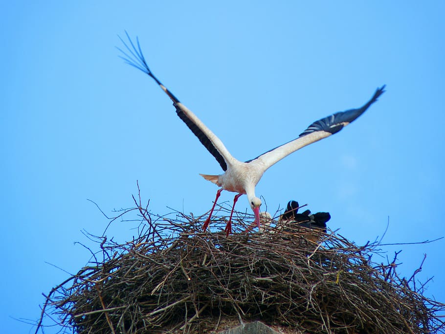 stork, nest, bird, storchennest, animal themes, animal, flying, animals in the wild, animal wildlife, vertebrate