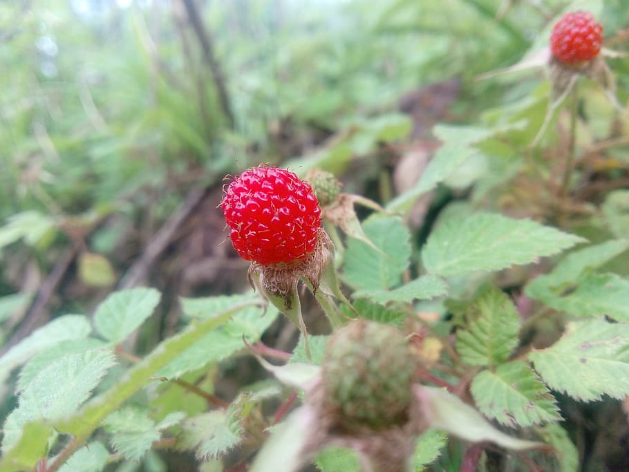 raspberry, wuyuan, division billion, plant, growth, red, food, beauty in nature, plant part, freshness