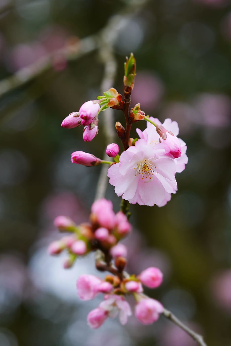 pink, flowers, bokeh photography, bloom, nature, spring, spring flower, green, blooming, blossom