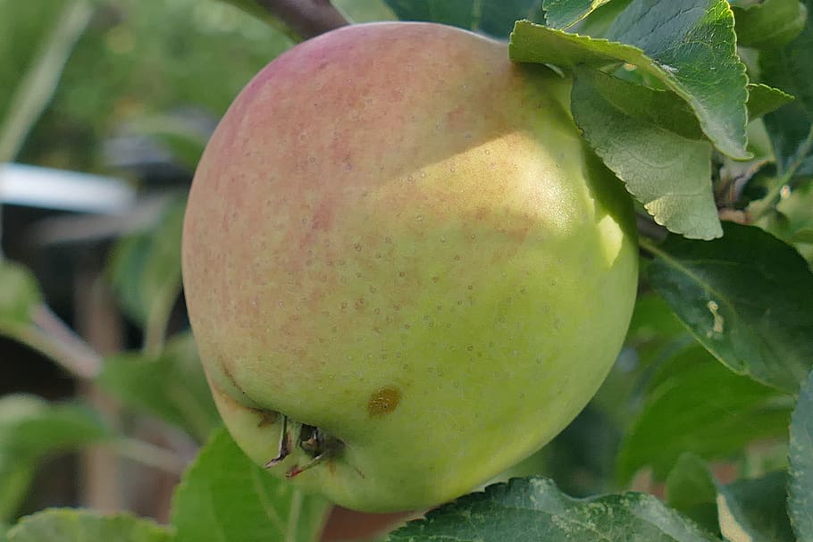 apple, macro, close, red cheeks, leaf, branch, nature, fruit, tasty, appetite