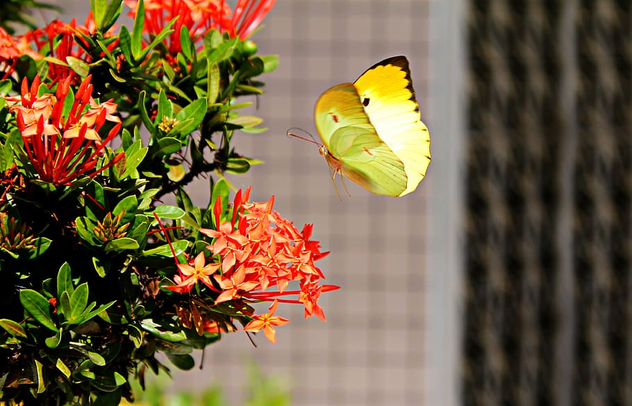 yellow, sulfur butterfly, flying, red, petaled flower, daytime, brimstone, butterfly, fly, land