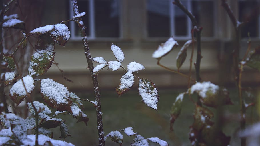 snow, green, leaves, plant, nature, bokeh, stem, house, outdoor, windows