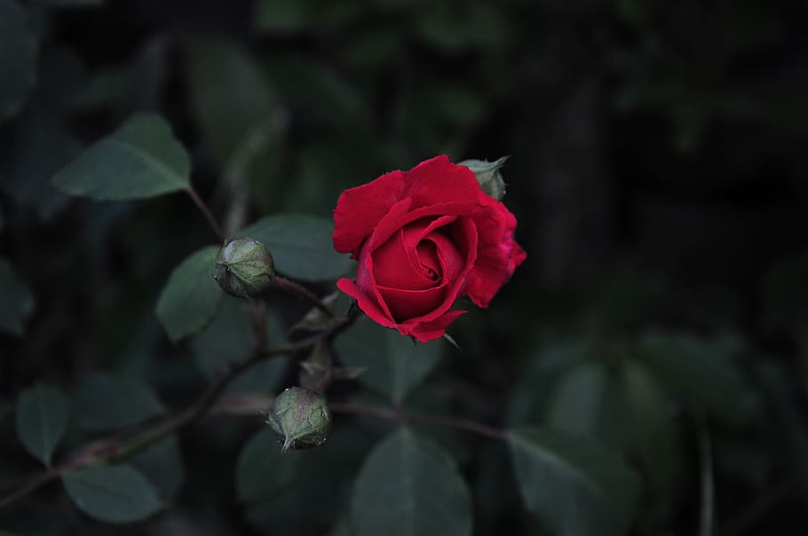rosa, fotos de rosas, el jardín de rosas, palo de rosa, rosa roja, amor, flor, la floración de la planta, belleza en naturaleza, planta