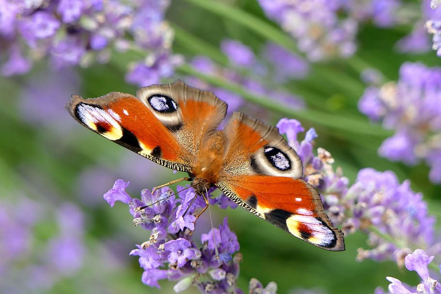 orange, white, black, moth, perched, purple, petaled flower, peacock butterfly, butterfly, close