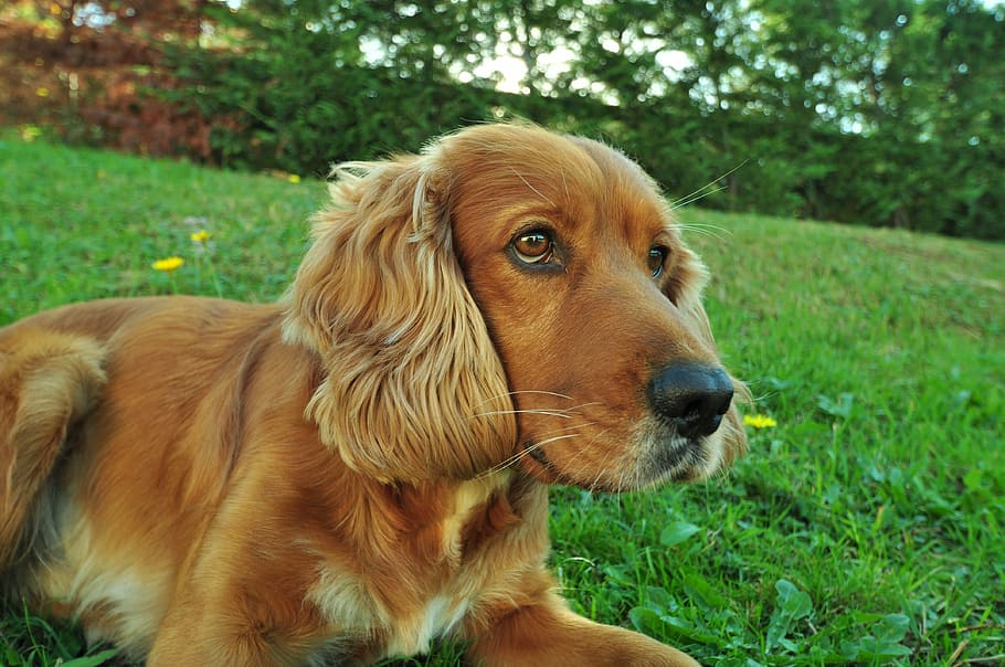 close-up photography, long-coated, tan, dog, lying, green, grass field, wow, pets, cocker spaniel