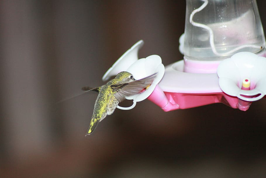 Hummingbird, Feeding, Hovering, ruby-throated, feeder, one animal, close-up, indoors, animal themes, day