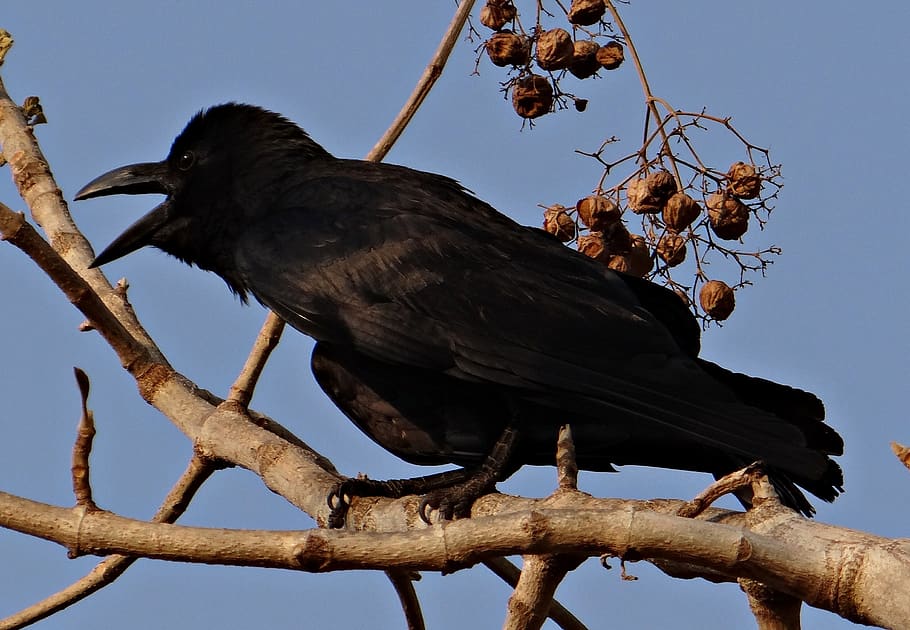 corvo da selva indiana, corvus macrorhynchos, corvo de bico grande, corvo da selva, corvo, karnataka, Índia, animal, pássaro, vida selvagem animal