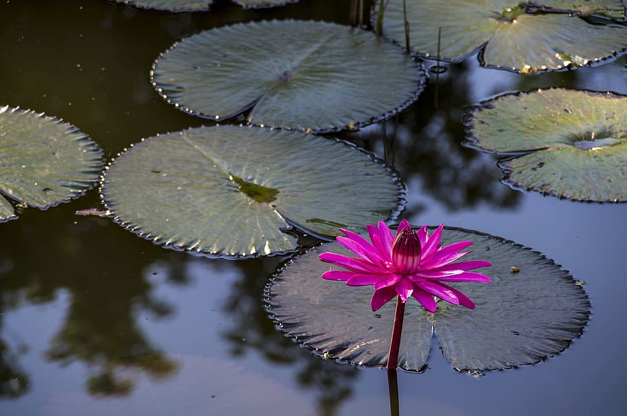 water lilly flower, water lily, water, flower, nymphaea, cuba, plant, freshness, lake, beauty in nature