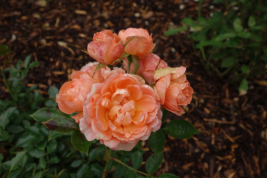 rose, blossom, bloom, garden, flower, rose blooms, close, english rose, double flower, nature