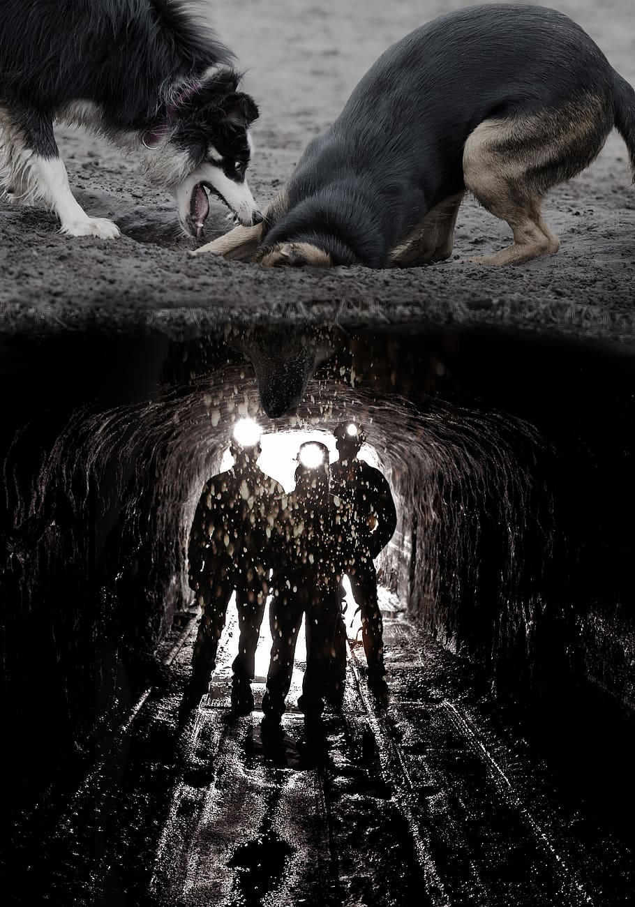 dogs, digging, mine, funny, image editing, photo montage, composing, photoshop, fun photo, hole
