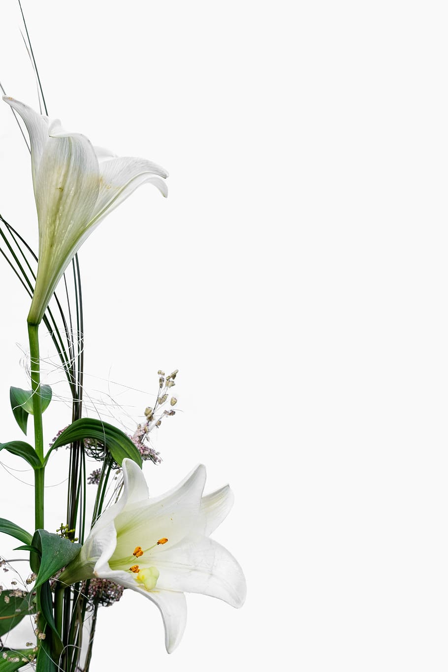 lirio, orquídea, blanco, flor, florecer, fondo, mapa, postal, invitación, tarjeta de cumpleaños