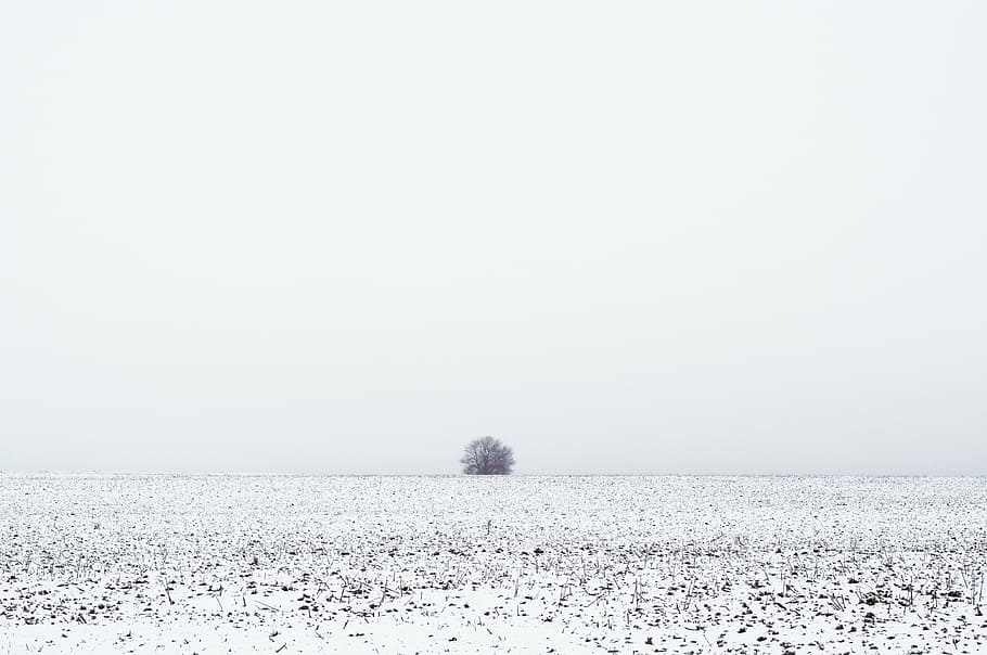 árvore revestida de neve, grama, neve, inverno, campo, árvore, natureza, horizonte, branco, temperatura fria