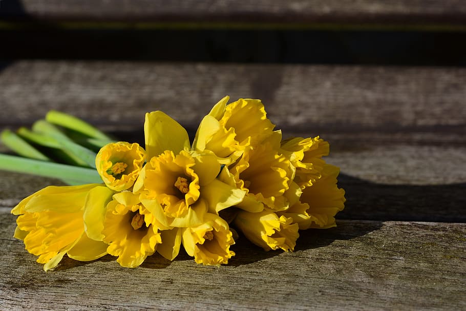 yellow flowers, daffodils, yellow daffodils, osterglocken, easter, flower, nature, plant, season, floral