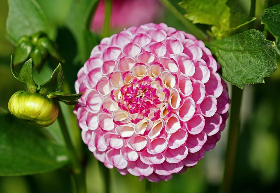 selektif, fokus fotografi, pink, bunga petaled, dahlia, bunga, bola, roly-poly, pink flower, putih