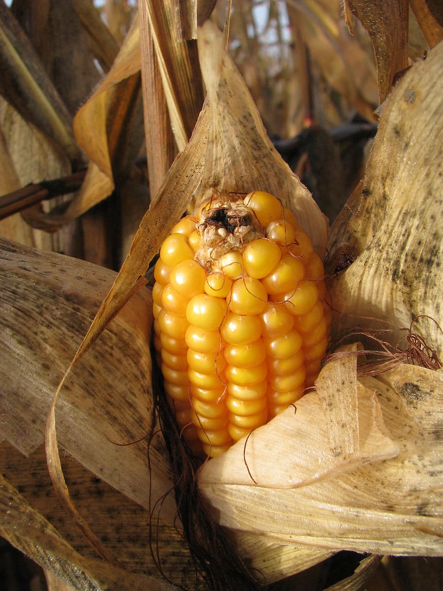 maíz en la mazorca, maíz, planta, dinero, granos de maíz, maíz forrajero, finales de verano, cerca, comida, comida y bebida