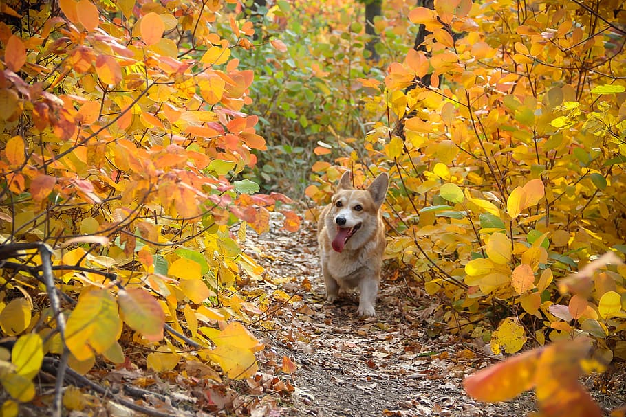 corgi, anjing, musim gugur, Daun-daun, membelai, hewan, imut, doggy, menarik, silsilah