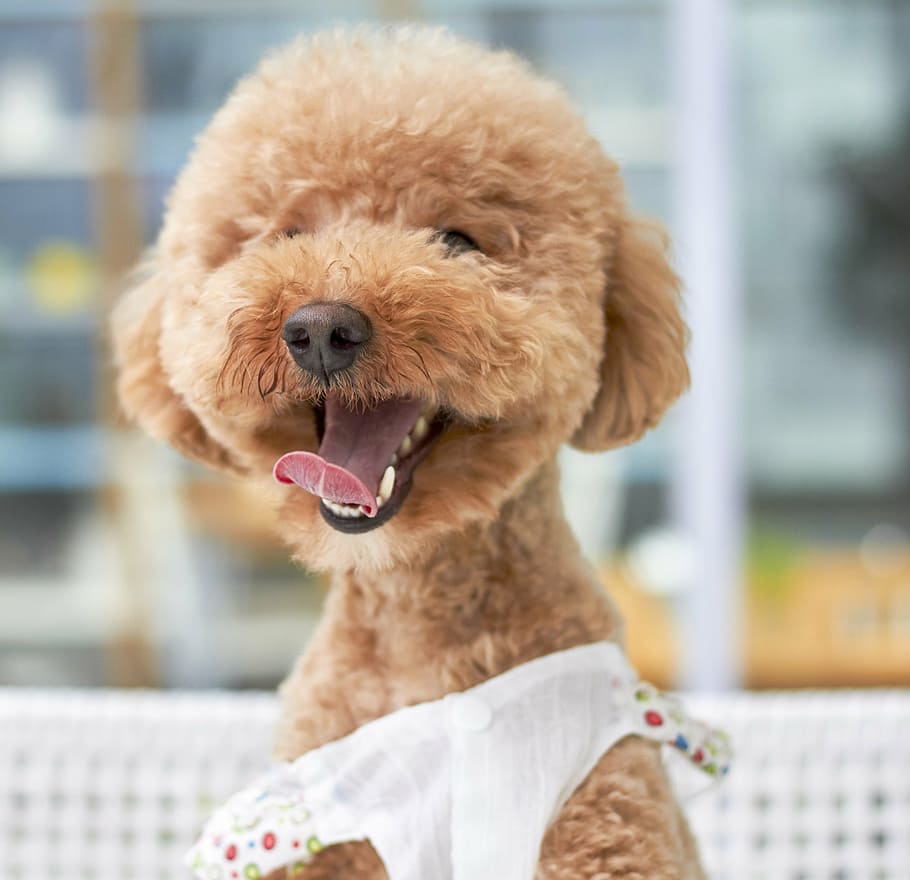 adult, tan, toy poodle, white, costume, selective, focus photo, dog, smile, outdoor