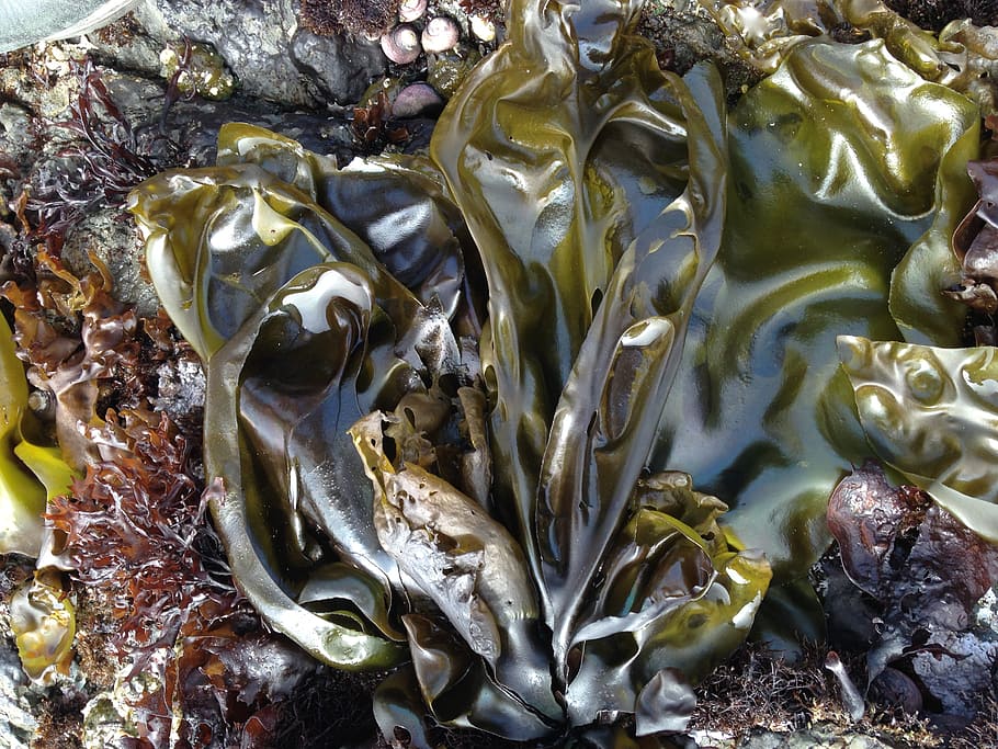 algas marinhas, mar, costa, norte da califórnia, oceano, planta, ninguém, natureza morta, close-up, quadro completo