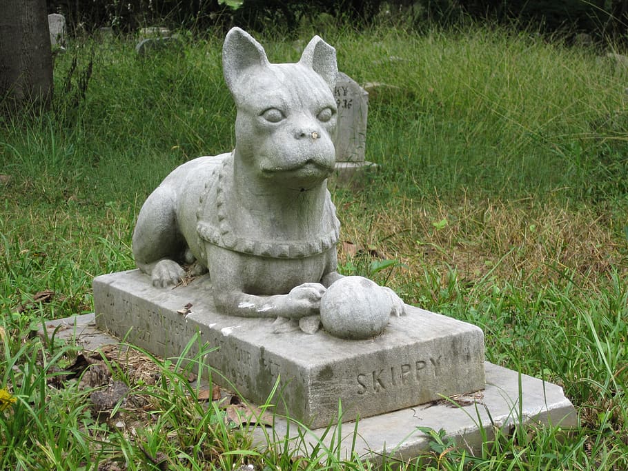 mascota, cementerio, tumba, muerte, lápida, entierro, animal, perro, enterrar, césped