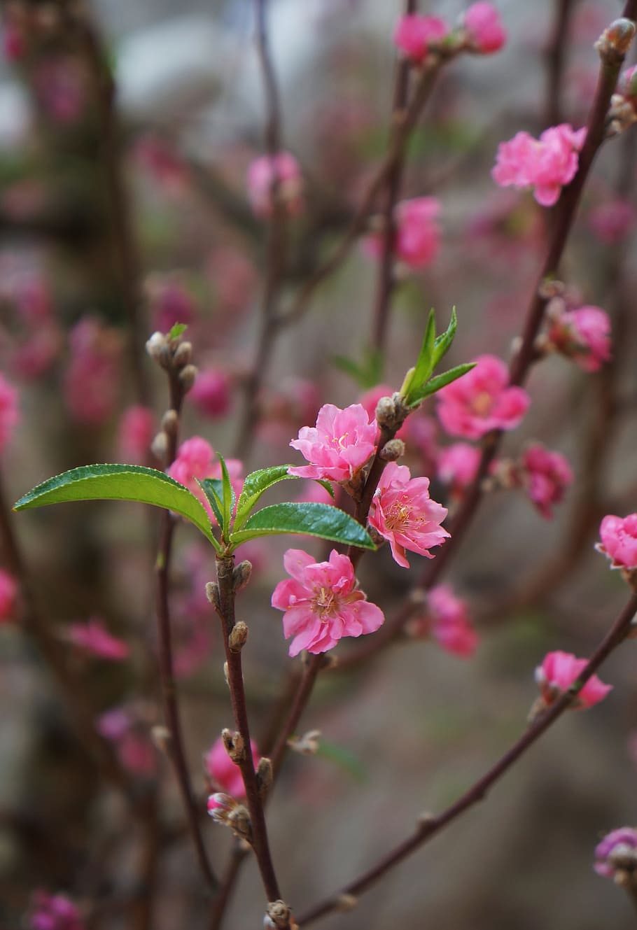 桜の花 春 トレーニングベトナム 工場 顕花植物 花 ピンク色 成長 脆弱性 自然の美しさ Pxfuel