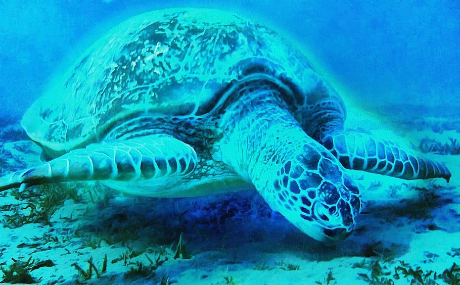 turtle, mar, animals, giant tortoise, tamar project, sea, animal wildlife, water, animal themes, underwater