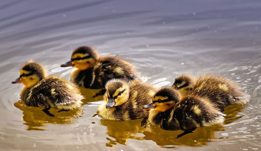 mallard, ducklings, duck, chicks, cute, small, little, swim, water bird, feather