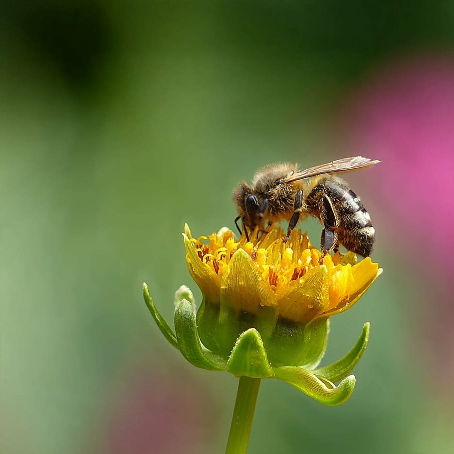 honey bee perching, yellow, flower, close-up photography, animal, insect, honey bee, bee, summer, foraging