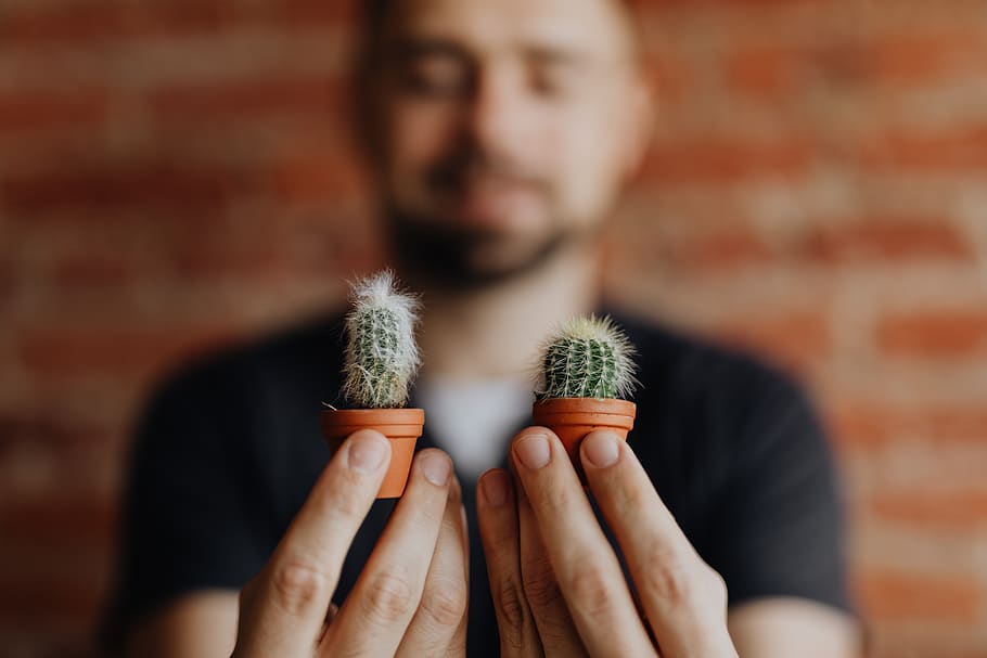 cacti, cactus, miniatures, plant, pot, Miniature, clay, pots, one person, brick