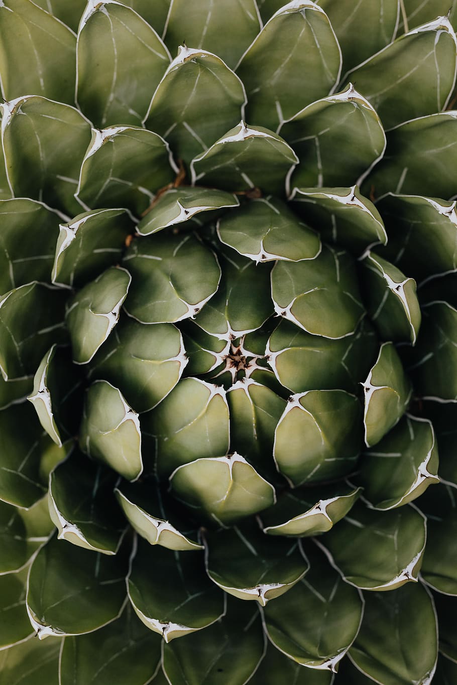 cactus, suculentas, naturaleza, planta, fondo, resumen, españa, madrid, mixto, color verde