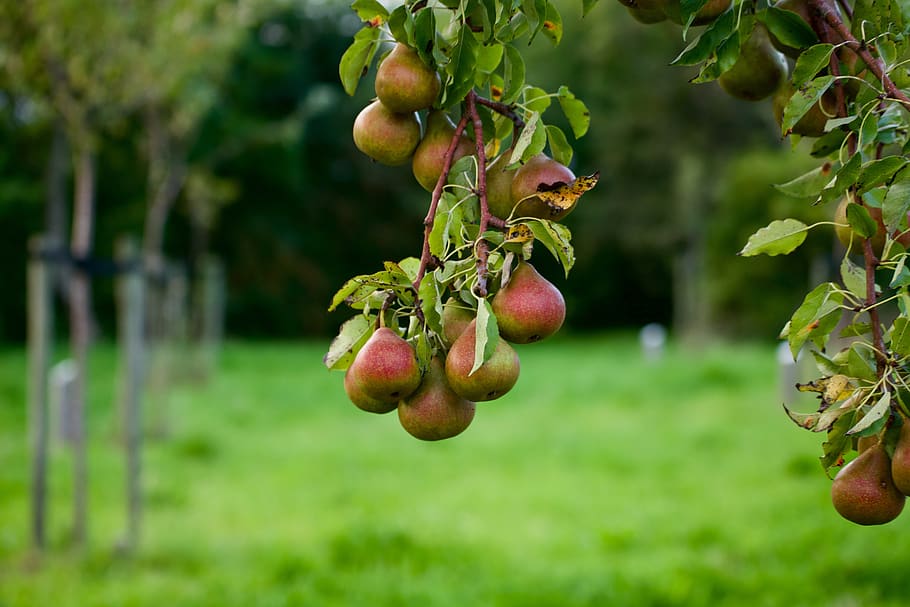 peer, pears, pear tree, fruit, food, healthy, energy, fresh, fruits, trees