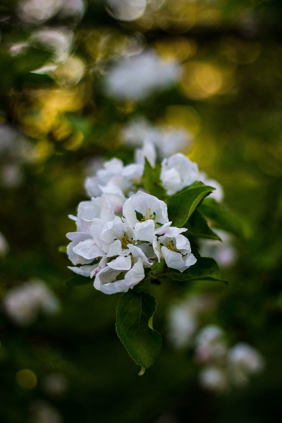 selective, focus photography, white, flower, green, leaf, plant, nature, blur, petal
