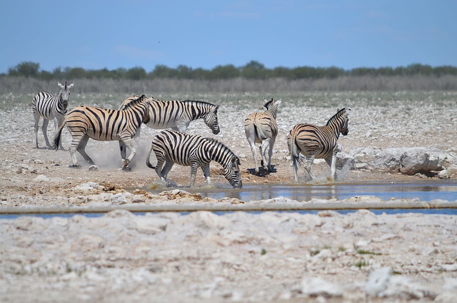 Zebra, In Motion, Movement, banyak zebra, zebra in motion, lubang air, minum zebra, etosha, taman nasional, di alam bebas