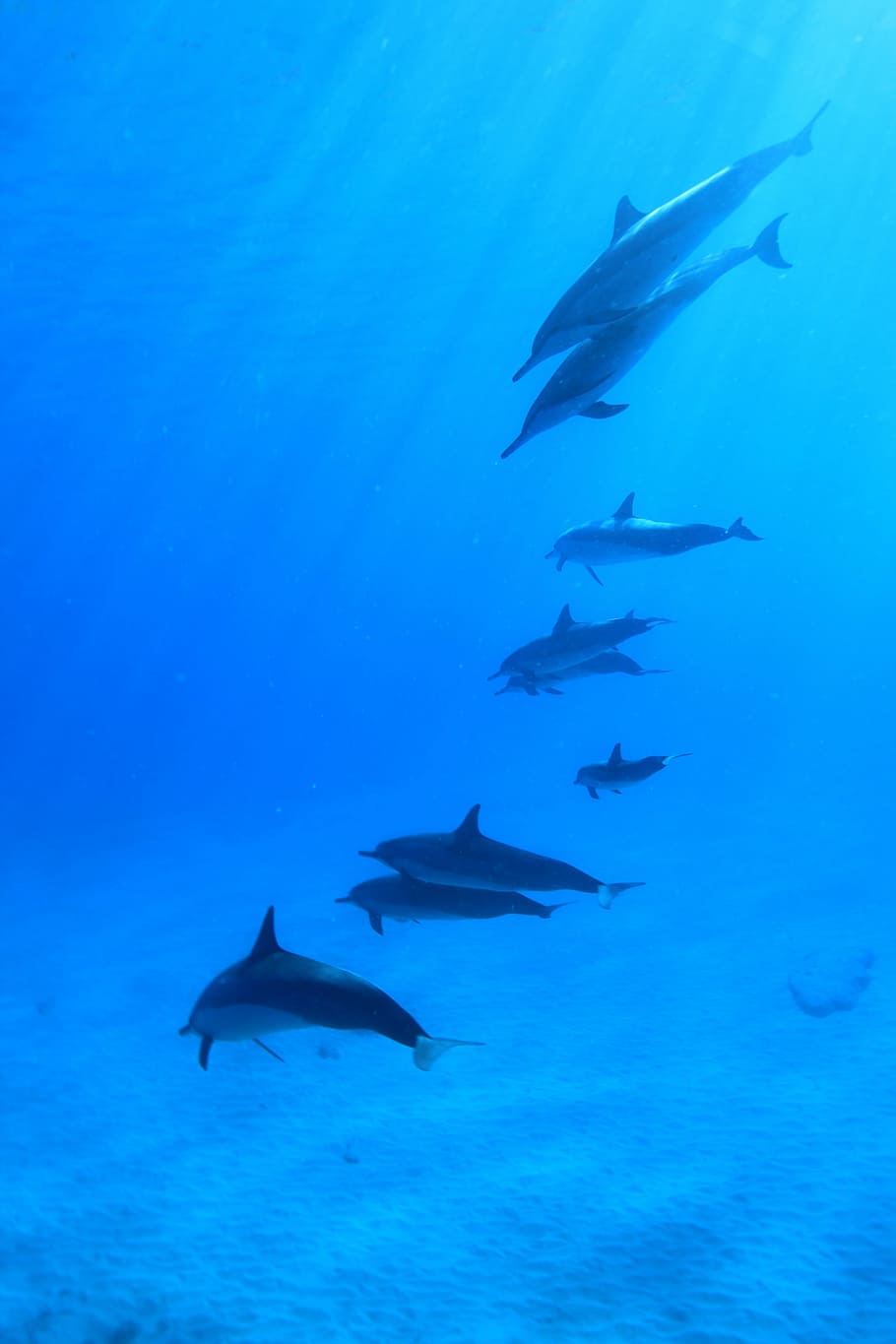 dolphins, body, water, underwater, scuba, fish, flock, hawaii, sea, animal themes