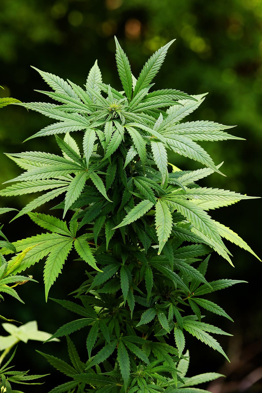 cannabis, verde, erva daninha, cânhamo, natureza, erva, droga, pote, planta, medicina
