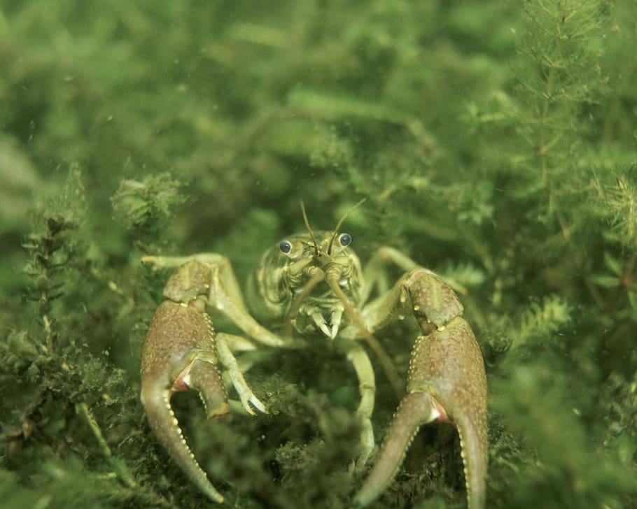 crayfish, underwater, landscapes, nature, animal, animal themes, animal wildlife, animals in the wild, one animal, green color