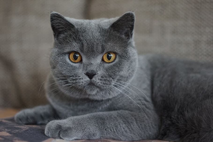 選択的, フォーカス写真, ロシアのブルース猫, 灰色, 飼い猫, mieze, 猫の顔, 動物の肖像画, 猫, 閉じる